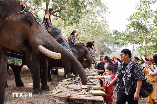 Du khách cho voi ăn. (Ảnh: Hoài Thu/TTXVN)