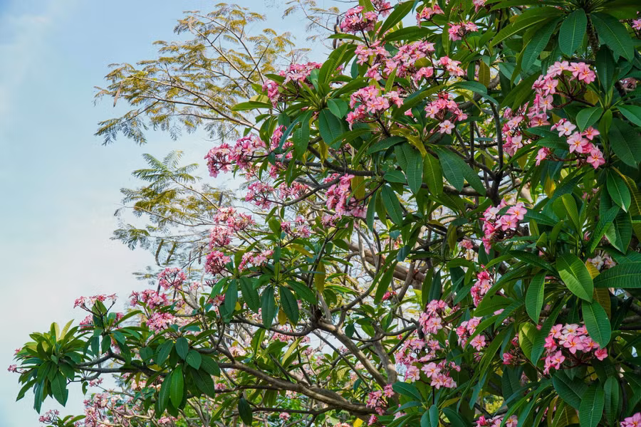 Hoa sứ khoe sắc. ẢNH: PHAN HƯƠNG