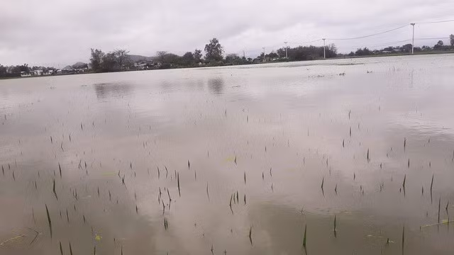 Cánh đồng lúa đang thời kỳ làm đòng ở H.Tuy Phước bị ngập nặng. ẢNH: MINH LÊ