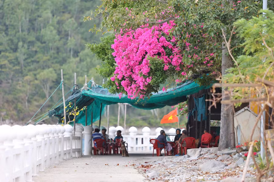 Hoa giấy được trồng nhiều dọc con đường ven biển tại Bích Đầm. ẢNH: BÁ DUY