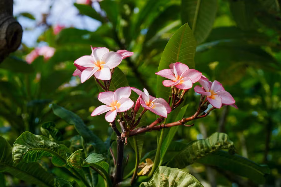 Hoa sứ đủ màu sắc từ vàng đến hồng, trắng. ẢNH: PHAN HƯƠNG