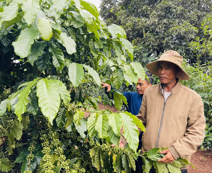 Ông Dõ bên vườn cà phê ghép giống Thiện Trường.