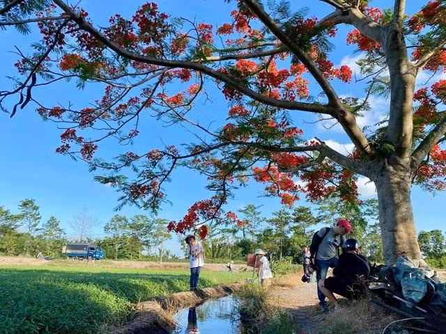 Buổi chiều mát, nhiều người tìm đến đây để chụp ảnh, quay video. ẢNH: THẢO PHƯƠNG