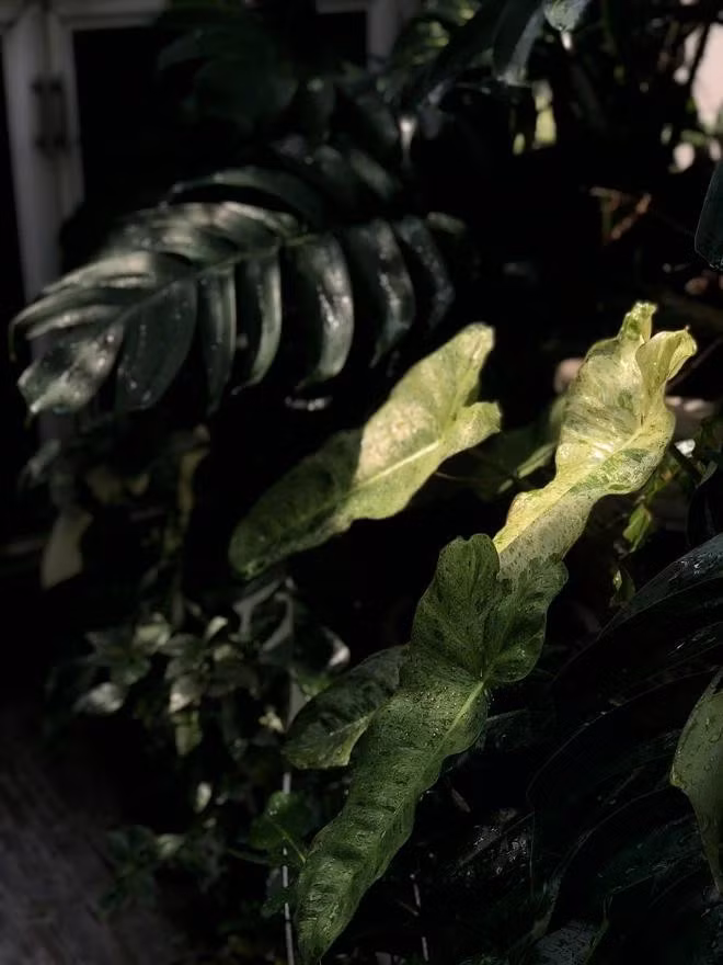 Những lá kiểng xanh mướt do Xuyên trồng trên sân thượng. ẢNH: KIM NGỌC NGHIÊN