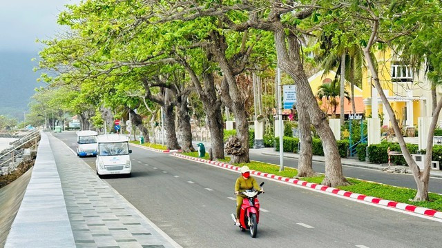Hàng bàng cổ thụ ôm quanh đảo Côn Sơn, xanh mát Hàng bàng cổ thụ ôm quanh đảo Côn Sơn, xanh mát
