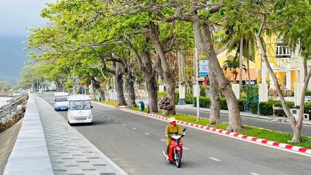 Hàng bàng cổ thụ ôm quanh đảo Côn Sơn, xanh mát