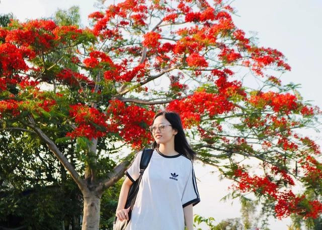 Thanh Cúc đi chặng đường hơn 10 km để tận mắt chứng kiến cây phượng đang vào thời gian nở rộ. ẢNH: THẢO PHƯƠNG Thanh Cúc đi chặng đường hơn 10 km để tận mắt chứng kiến cây phượng đang vào thời gian nở rộ. ẢNH: THẢO PHƯƠNG