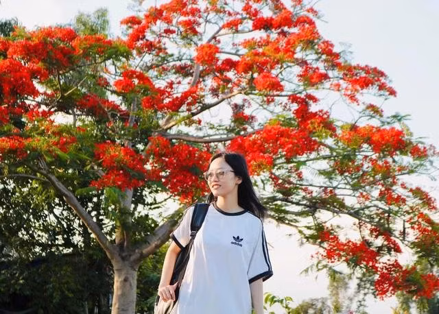 Thanh Cúc đi chặng đường hơn 10 km để tận mắt chứng kiến cây phượng đang vào thời gian nở rộ. ẢNH: THẢO PHƯƠNG