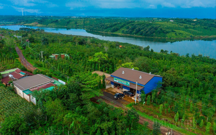 Đắk Nông có 2 vùng sản xuất hồ tiêu ứng dụng công nghệ cao tại xã Thuận Hà và Thuận Hạnh, huyện Ðắk Song, với tổng diện tích 1.549,4ha 4d.jpg