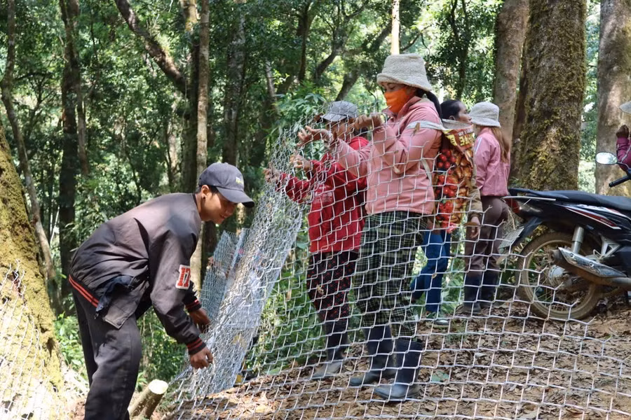 Người dân huyện Tu Mơ Rông làm hàng rào bảo vệ sâm Ngọc Linh