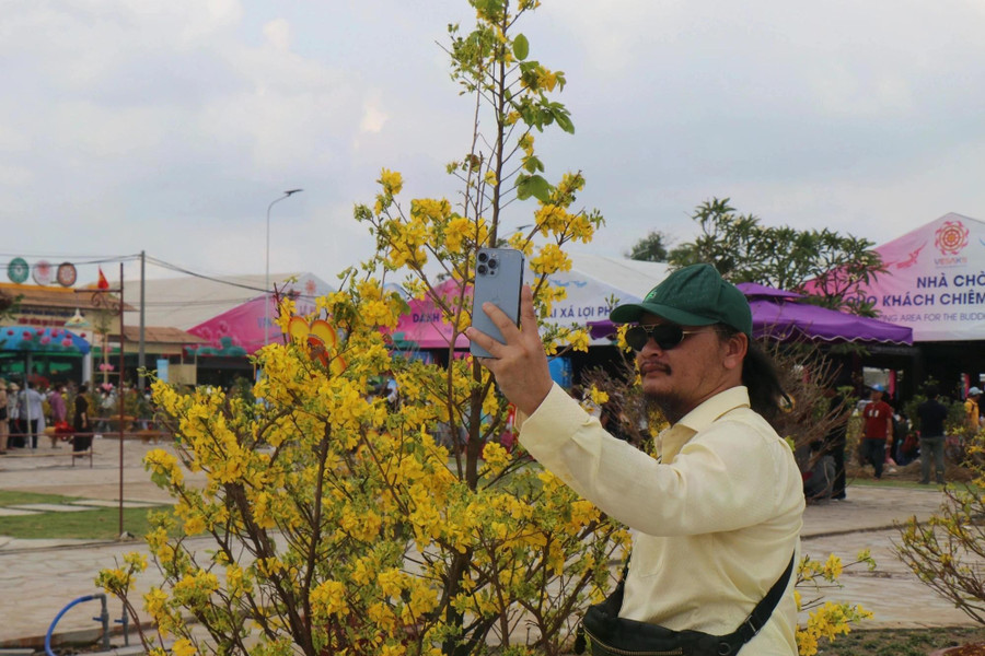 Quy trình xử lý mai vàng ra hoa trái vụ để nở vào tháng 5.2025 kéo dài gần một năm, chia làm nhiều giai đoạn. ẢNH: THÚY LIỄU Quy trình xử lý mai vàng ra hoa trái vụ để nở vào tháng 5.2025 kéo dài gần một năm, chia làm nhiều giai đoạn. ẢNH: THÚY LIỄU