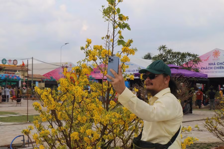 Quy trình xử lý mai vàng ra hoa trái vụ để nở vào tháng 5.2025 kéo dài gần một năm, chia làm nhiều giai đoạn. ẢNH: THÚY LIỄU
