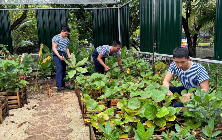 Vườn ươm ở đảo Trường Sa luôn duy trì khoảng 1.500 cây giống các loại. Ảnh: DN truong-sa1.jpg