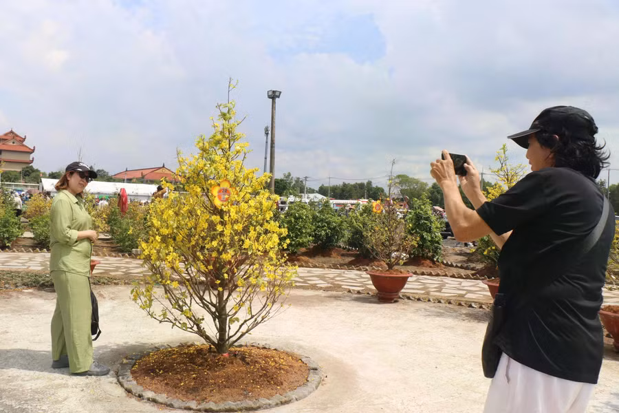 Người dân chụp ảnh với những cây mai vàng nở trái mùa tại chùa Thanh Tâm, nơi tôn trí xá lợi Đức Phật Thích Ca Mâu Ni. ẢNH: THÚY LIỄU