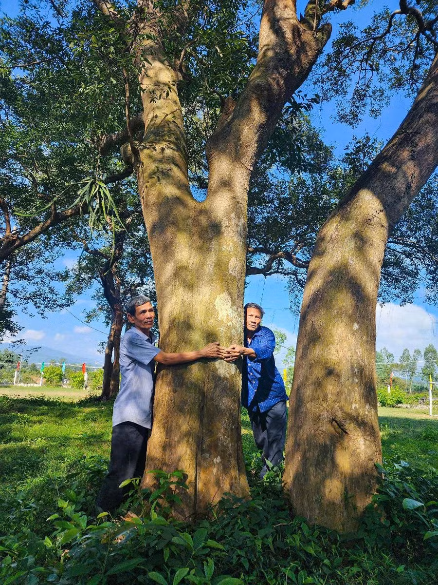 Cây kơ nia có tuổi thọ hàng trăm năm tuổi ở nhà văn hóa thôn Hòa Mỹ. ẢNH: HẢI PHONG