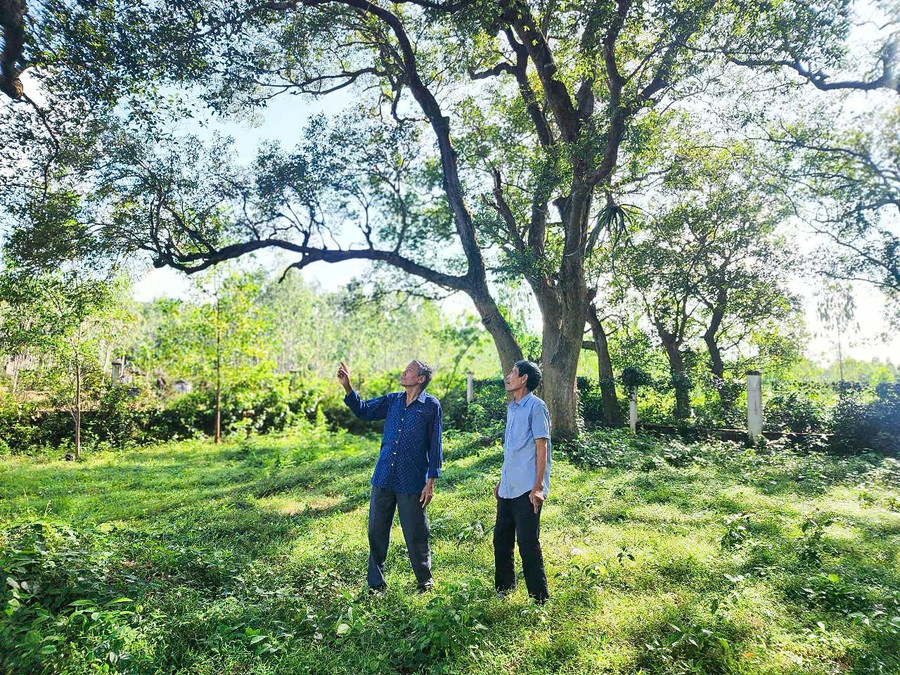 Người dân ở thôn Hòa Mỹ xem rừng Kơ nia như báu vật. ẢNH: HẢI PHONG Người dân ở thôn Hòa Mỹ xem rừng Kơ nia như báu vật. ẢNH: HẢI PHONG