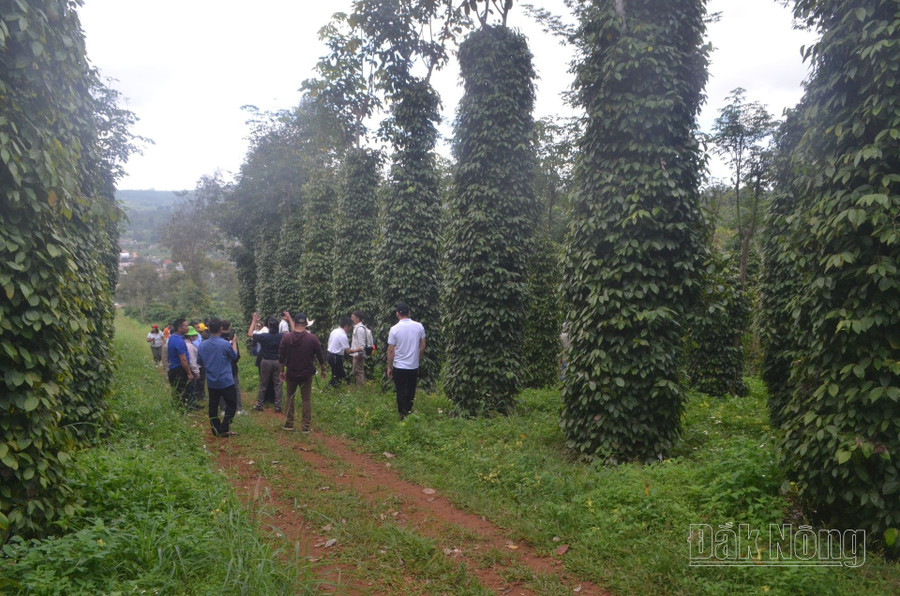 HTX Dịch vụ nông nghiệp Đoàn Kết có 65 thành viên liên kết sản xuất hồ tiêu 2d.jpg