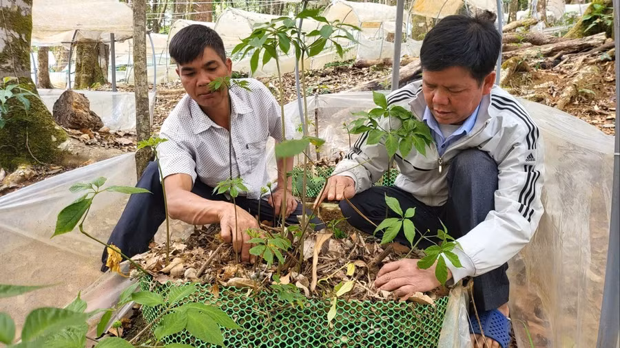 Sâm Ngọc Linh - loại cây giúp vùng đất Tu Mơ Rông chuyển mình