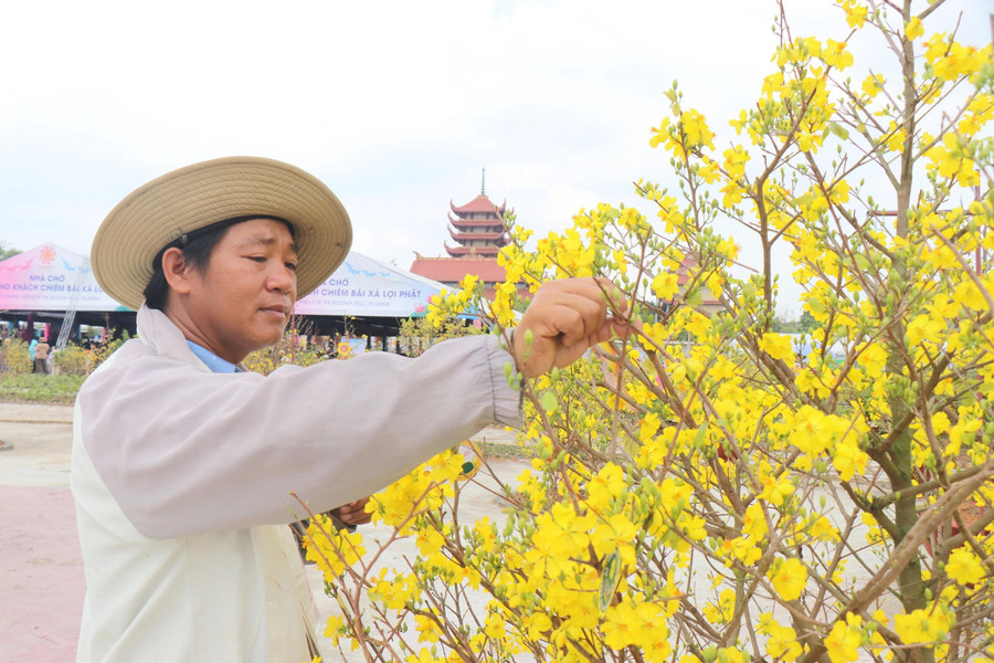 Anh Bùi Ngọc Đức, chủ vườn mai Hữu Đức (H.Bình Chánh) kiểm tra các cây mai. ẢNH: THÚY LIỄU Anh Bùi Ngọc Đức, chủ vườn mai Hữu Đức (H.Bình Chánh) kiểm tra các cây mai. ẢNH: THÚY LIỄU