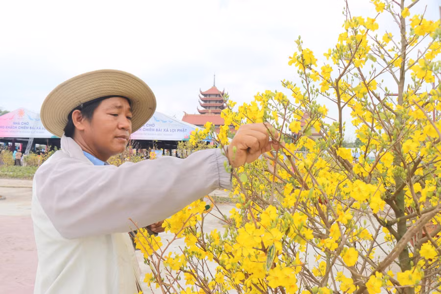 Anh Bùi Ngọc Đức, chủ vườn mai Hữu Đức (H.Bình Chánh) kiểm tra các cây mai. ẢNH: THÚY LIỄU