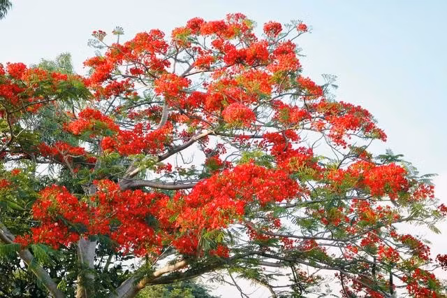 Hoa phượng bung nở rực rỡ