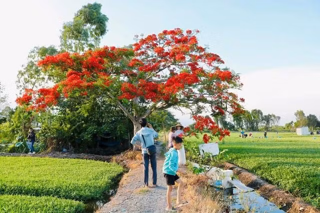 Cây phượng nằm giữa cánh đồng rau muống xanh mướt. ẢNH: THẢO PHƯƠNG