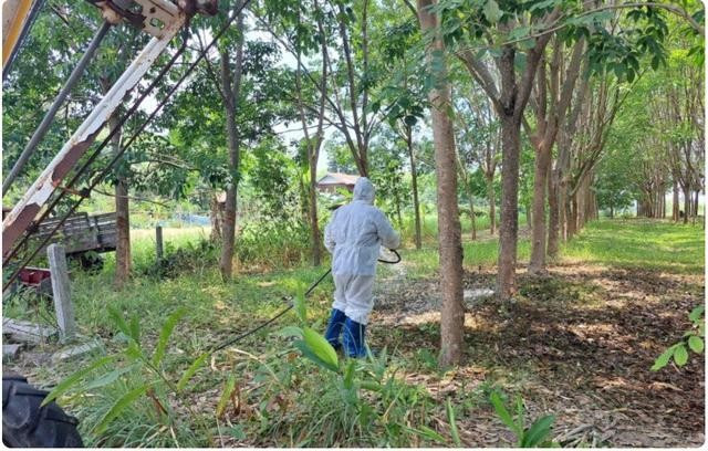 Một nhân viên của Cơ quan Phát triển Chăn nuôi Thái Lan khử trùng một địa điểm giết mổ gia súc tại làng Khok Sawang thuộc huyện Don Tan, tỉnh Mukdahan. Ảnh: Chụp màn hình Bangkok Post Một nhân viên của Cơ quan Phát triển Chăn nuôi Thái Lan khử trùng một địa điểm giết mổ gia súc tại làng Khok Sawang thuộc huyện Don Tan, tỉnh Mukdahan. Ảnh: Chụp màn hình Bangkok Post