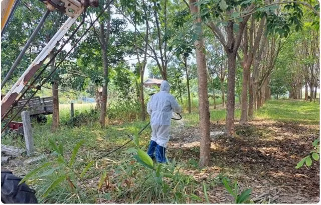 Một nhân viên của Cơ quan Phát triển Chăn nuôi Thái Lan khử trùng một địa điểm giết mổ gia súc tại làng Khok Sawang thuộc huyện Don Tan, tỉnh Mukdahan. Ảnh: Chụp màn hình Bangkok Post