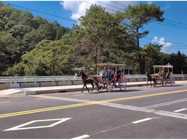 Du khách Hàn Quốc thích thú trải nghiệm xe ngựa chở du khách tham quan KDL hồ Tuyền Lâm. ẢNH: LÂM VIÊN