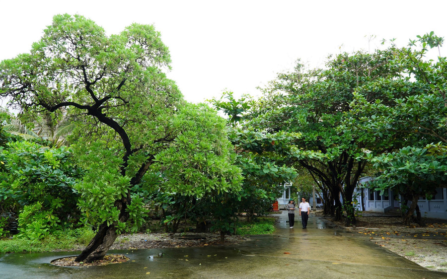 Bàng vuông, tra, mù u xanh ngắt ở đảo Trường Sa. Ảnh: DN 3truong-sa.jpg