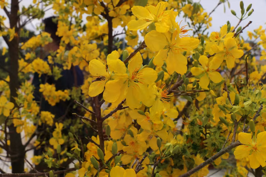 Cho mai nở trái mùa trong đại lễ Vesak 2025 là dịp không chỉ để người dân trong nước biết đến làng mai mà còn là cơ hội để bạn bè quốc tế hiểu hơn về mai vàng Việt Nam. ẢNH: THÚY LIỄU