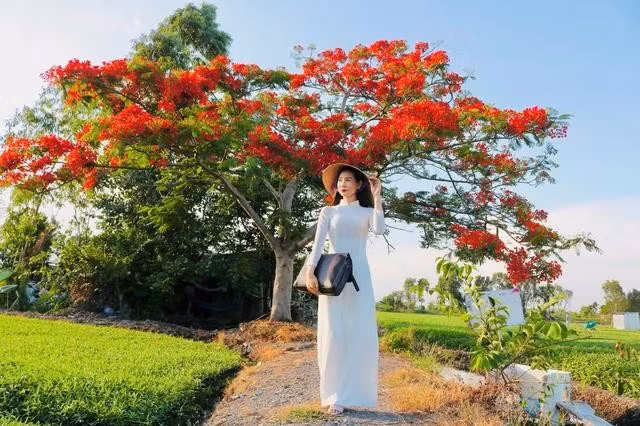 Đây là lần thứ 3 chị Dạ Thảo check-in với cây phượng này