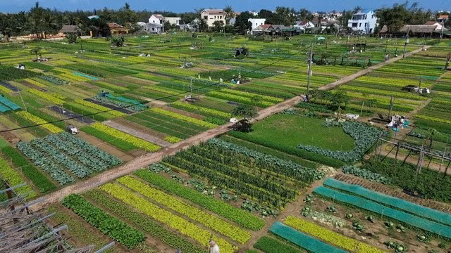 Làng rau Trà Quế xanh ngắt một màu