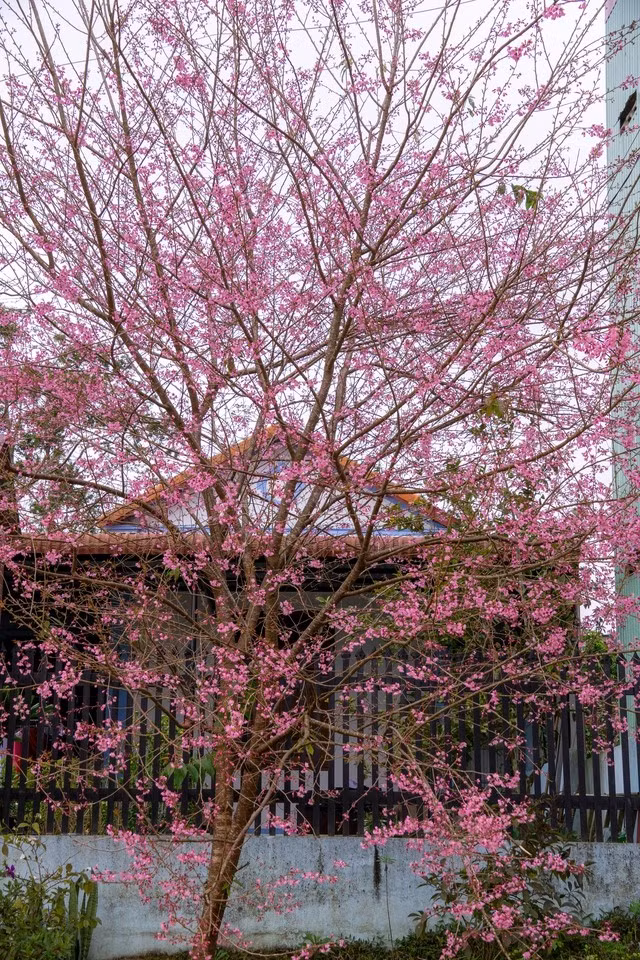 Những cây hoa anh đào làm mê đắm lòng du khách