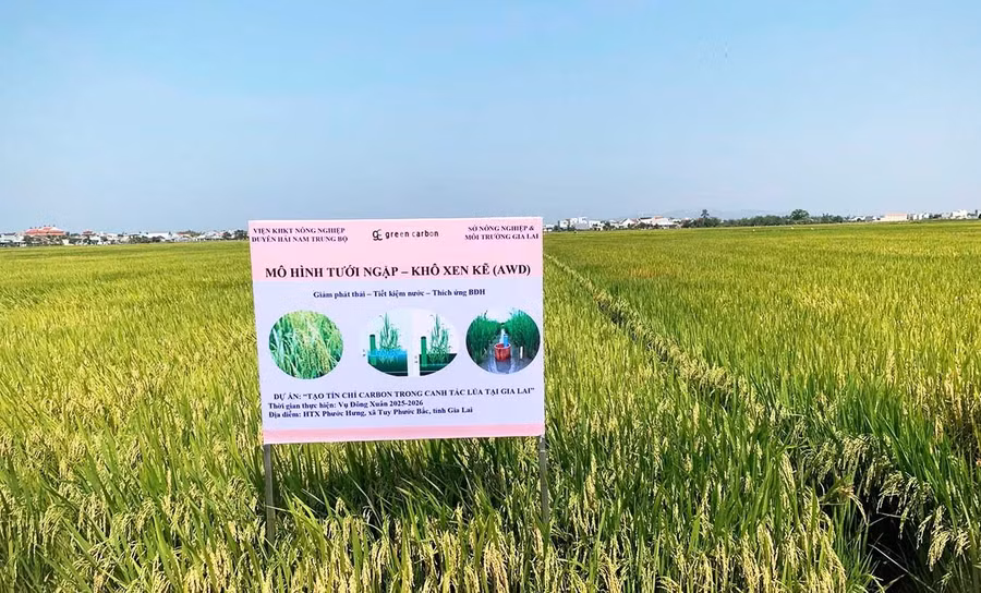 Mô hình canh tác lúa theo mô hình tưới ngập - khô xen kẽ cho năng suất cao trong vụ Đông Xuân 2025 - 2026. Ảnh: T.Lợi