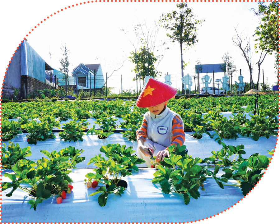 Trải nghiệm hái dâu tây tại Vườn dâu tây Nhà Gấu. Ảnh: Sơn Ca