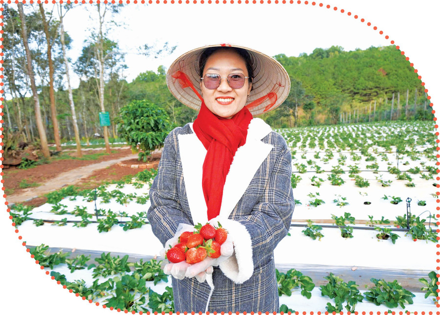 Chị Trần Thị Xuân, chủ Vườn dâu tây Nhà Gấu, giới thiệu về những trái dâu tây đầu mùa chín mọng, đậm vị. Ảnh: Sơn Ca