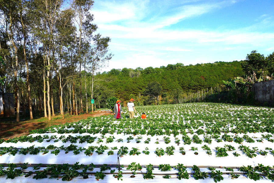 Tháng 12 là lúc bắt đầu vào mùa hái dâu tây Nhật Bản trên cao nguyên Pleiku. Ảnh: Sơn Ca