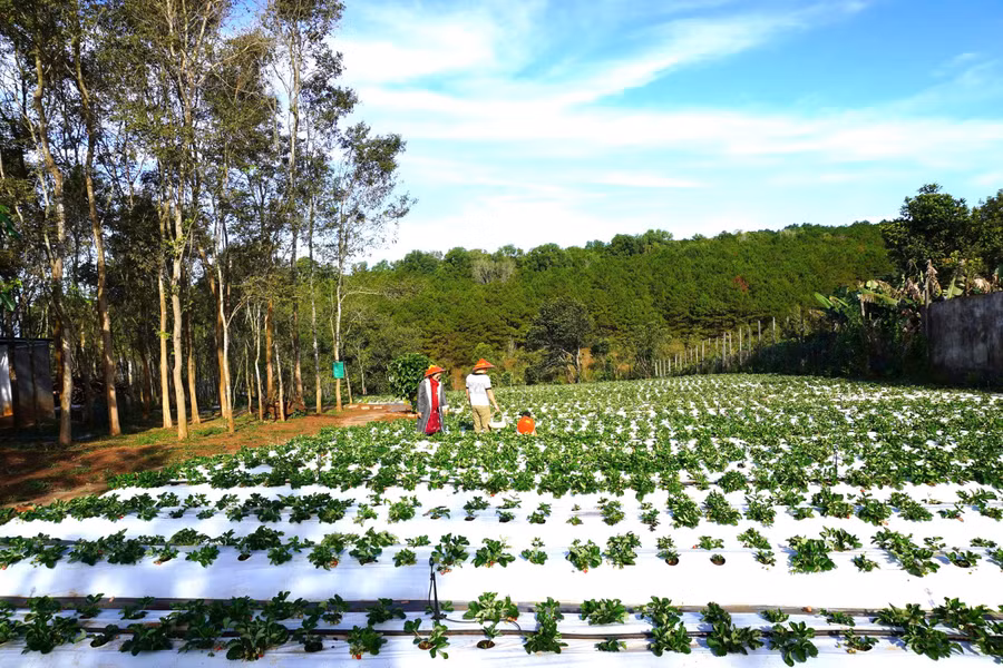 Tháng 12 là lúc bắt đầu vào mùa hái dâu tây Nhật Bản trên cao nguyên Pleiku. Ảnh: Sơn Ca