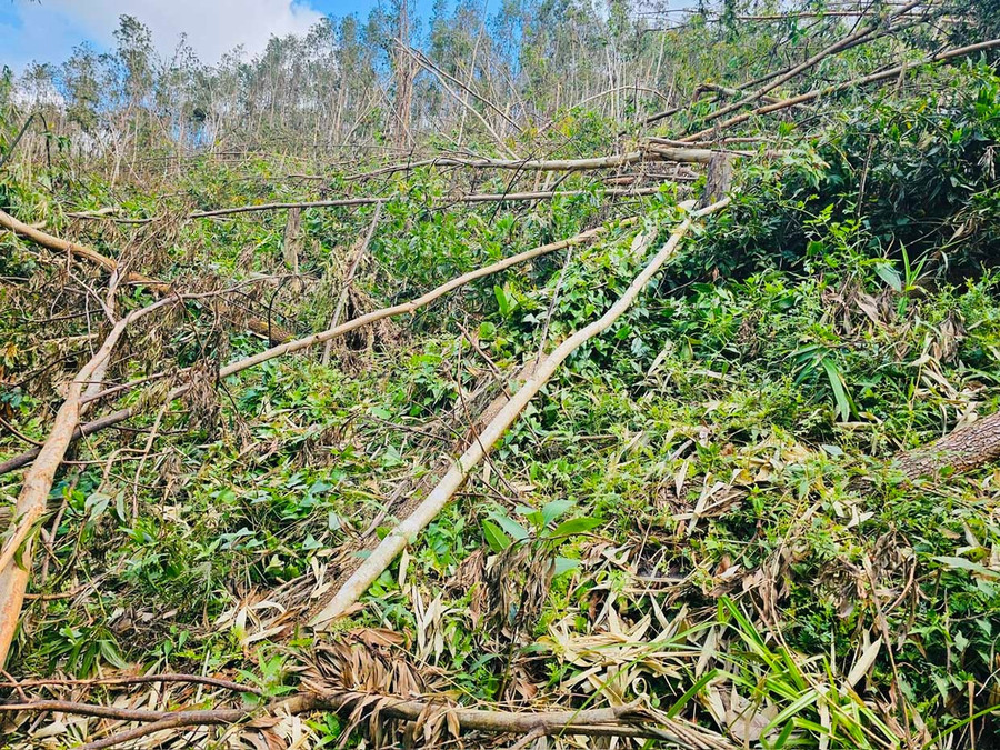 Cơn bão số 13 và đợt mưa lũ từ ngày 16 - 22.11 đã gây thiệt hại hơn 479 ha rừng trồng do Công ty TNHH một thành viên Lâm nghiệp Kông Chro quản lý. Ảnh: ĐVCC