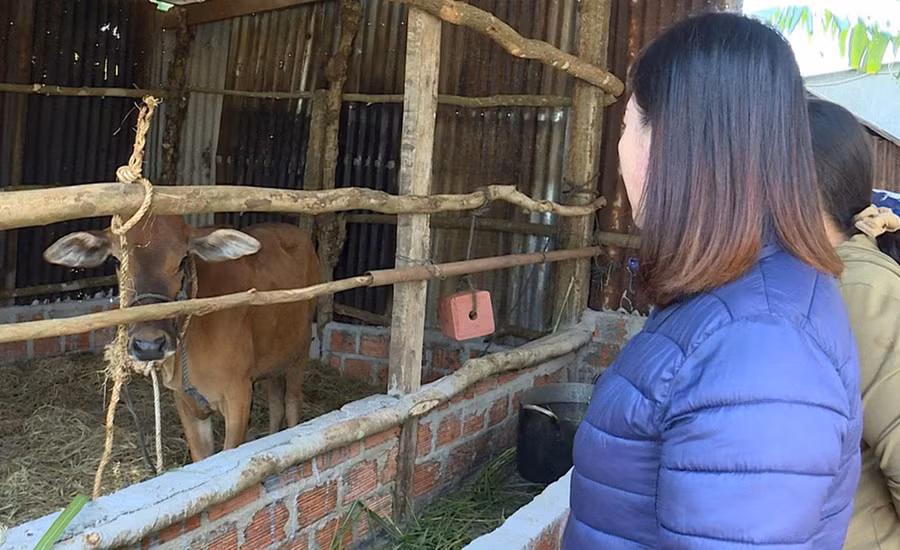 Hội LHPN phường Thống Nhất tặng bò cho hộ hội viên phụ nữ khó khăn. Ảnh: Duy Linh