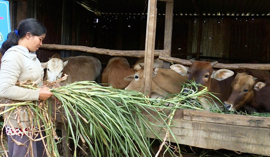 Nhờ nuôi bò nhiều hộ hội viên phụ nữ dân tộc thiểu số ở các làng của phường Hội Phú có thêm thu nhập. Ảnh: Duy Linh