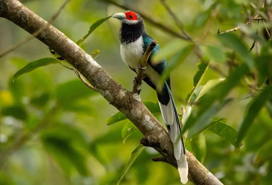 Loài chim ác là mặt đỏ quý hiếm có tại Sri Lanka. Ảnh: Dy Ranasinghe