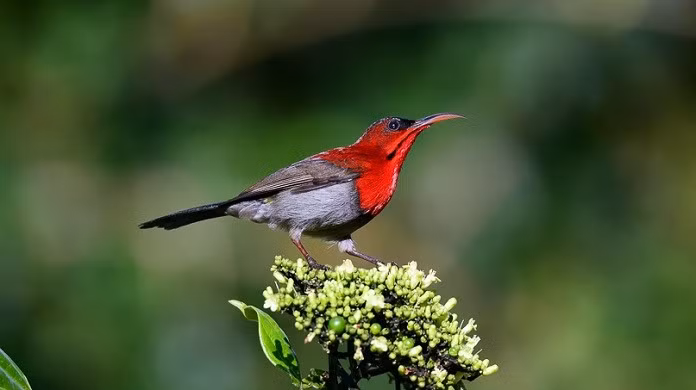 Những chú chim hút mật đỏ thắm nổi bật với bộ lông lấp lánh có tại các vùng miền Trung Việt Nam.