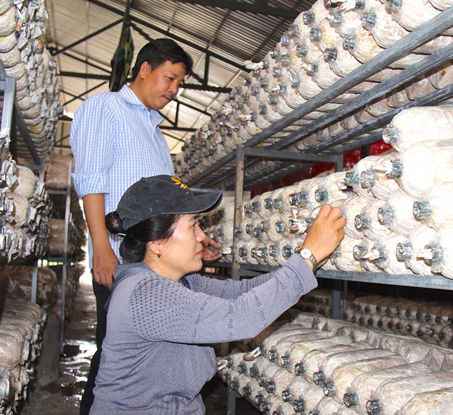 Nghị định số 338/2025/NĐ-CP mở rộng cơ chế ủy thác vốn từ ngân sách địa phương sang Ngân hàng Chính sách xã hội. Trong ảnh: Một hộ ở xã An Nhơn Tây vay vốn mở rộng sản xuất nấm để nâng cao kinh tế gia đình. Ảnh: Nguyễn Muội