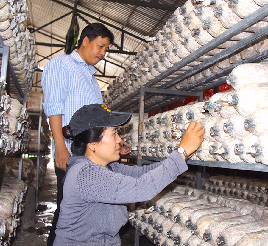 Nghị định số 338/2025/NĐ-CP mở rộng cơ chế ủy thác vốn từ ngân sách địa phương sang Ngân hàng Chính sách xã hội. Trong ảnh: Một hộ ở xã An Nhơn Tây vay vốn mở rộng sản xuất nấm để nâng cao kinh tế gia đình. Ảnh: Nguyễn Muội