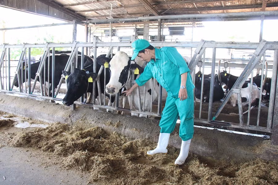 Trang trại Bò sữa Vinamilk Bình Định. Ảnh: T.Lợi