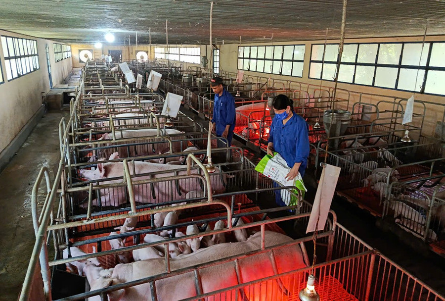 Chăn nuôi tập trung, quy mô lớn là hướng phát triển chủ đạo của ngành chăn nuôi tỉnh. Ảnh: T.Lợi