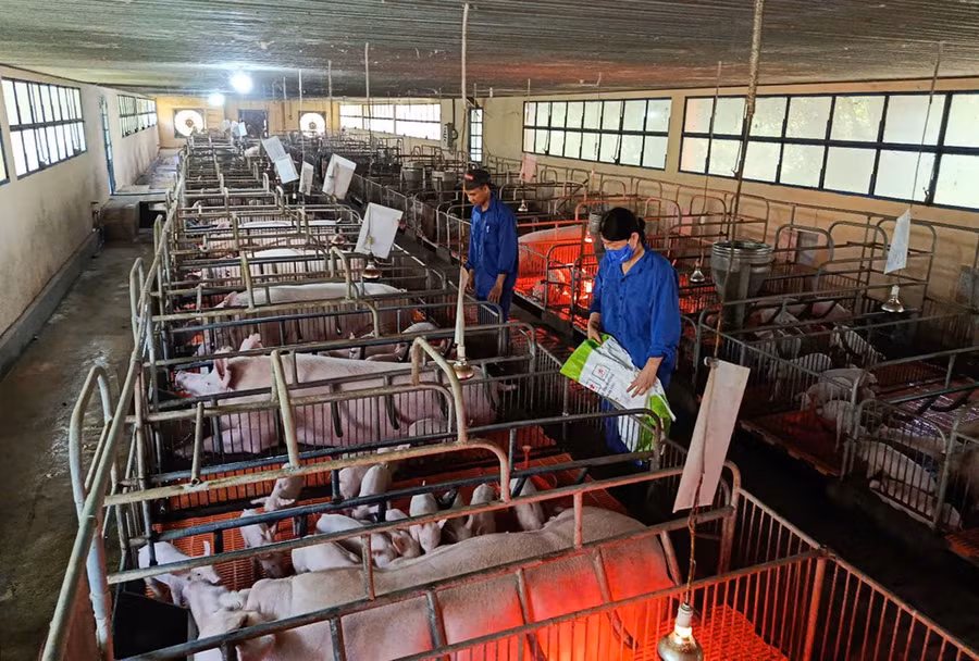 Chăn nuôi tập trung, quy mô lớn là hướng phát triển chủ đạo của ngành chăn nuôi tỉnh. Ảnh: T.Lợi