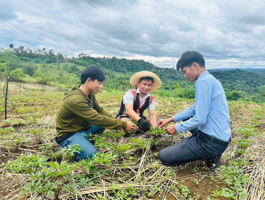 Được Hội Nông dân xã An Toàn hướng dẫn, nhiều hội viên nông dân thôn 1 đã liên kết với HTX Nông dược và Dịch vụ tổng hợp An Toàn trồng cây đương quy mang lại thu nhập ổn định. Ảnh: D.Đ